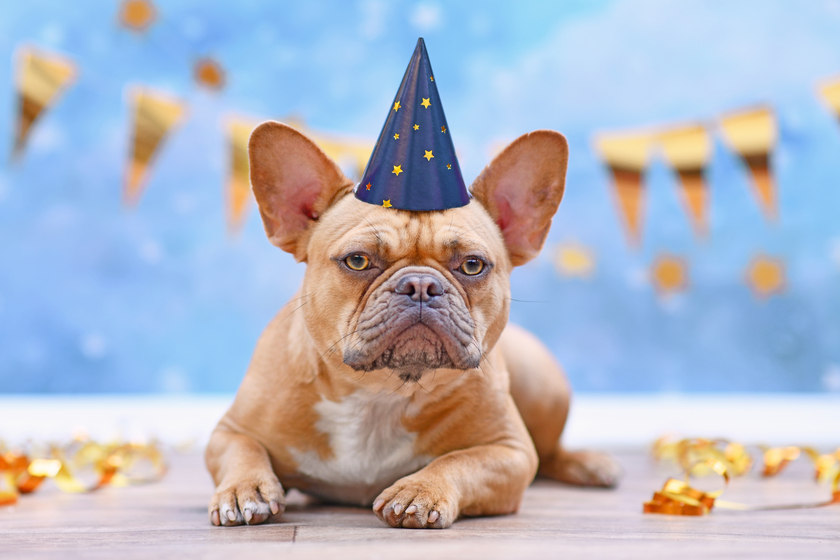 French Bulldog with birthday part hat