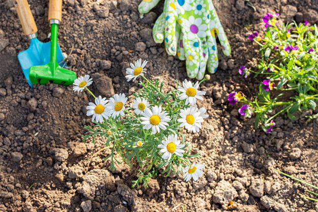 spring-garden-decoration-flowers-planting-daisies-ground-house-home-gardening Spring garden decoration with flowers, planting daisies ground house