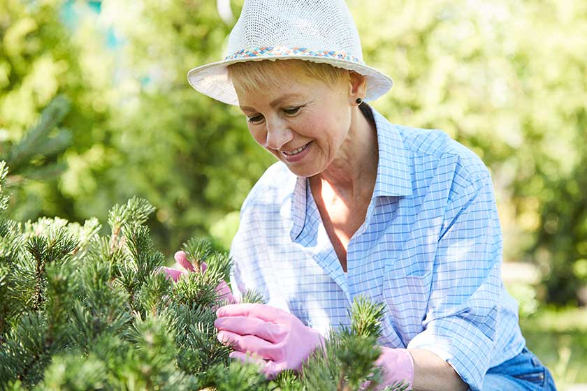 Portrait-of-contemporary-senior-woman-gardening-in-sunligh